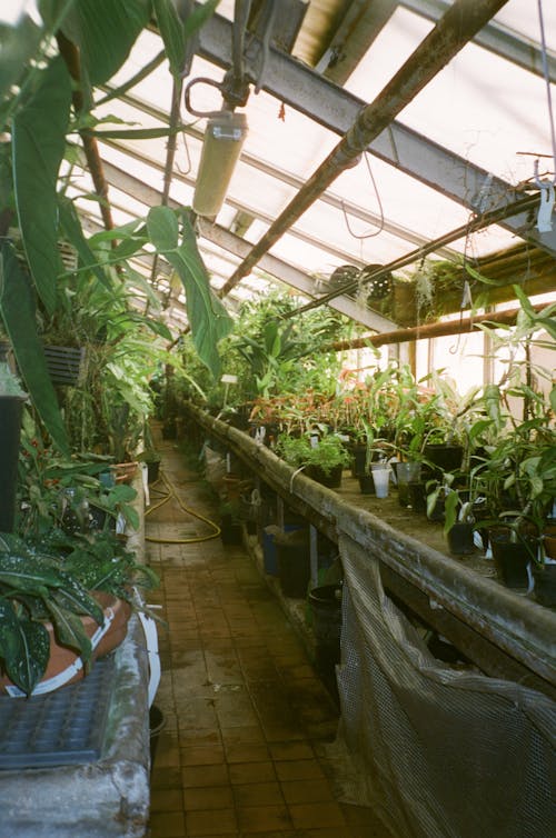 A greenhouse with plants in it