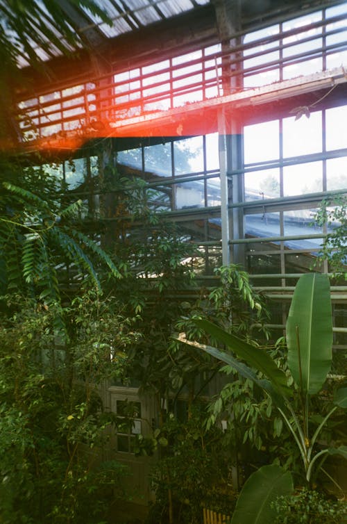 Kostnadsfri bild av anläggning, fönster, grön