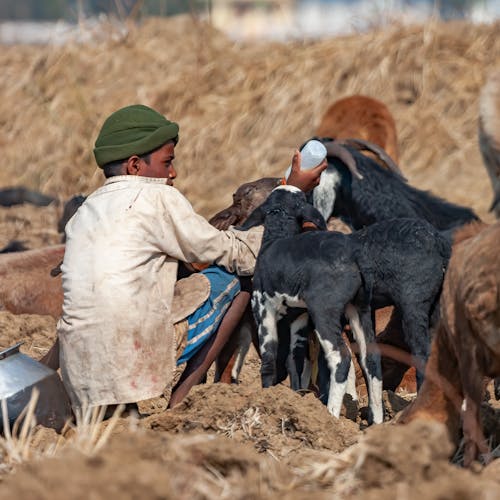 A boy feeds goats in a field