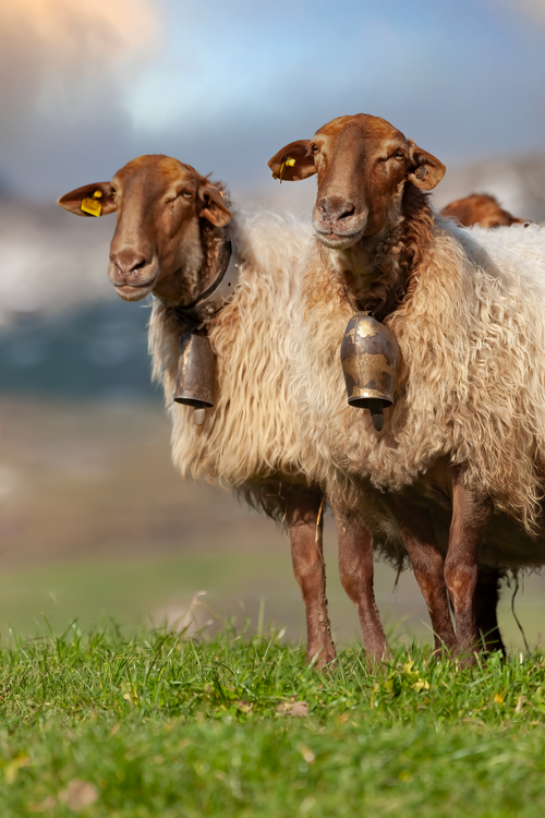 Free Two sheep with bells standing in a grassy rural landscape under a bright sky. Stock Photo
