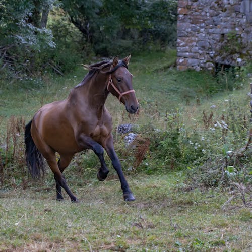 at, at yavrusu, atlı içeren Ücretsiz stok fotoğraf