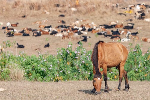 Photos gratuites de agriculture, bétail, cheval brun