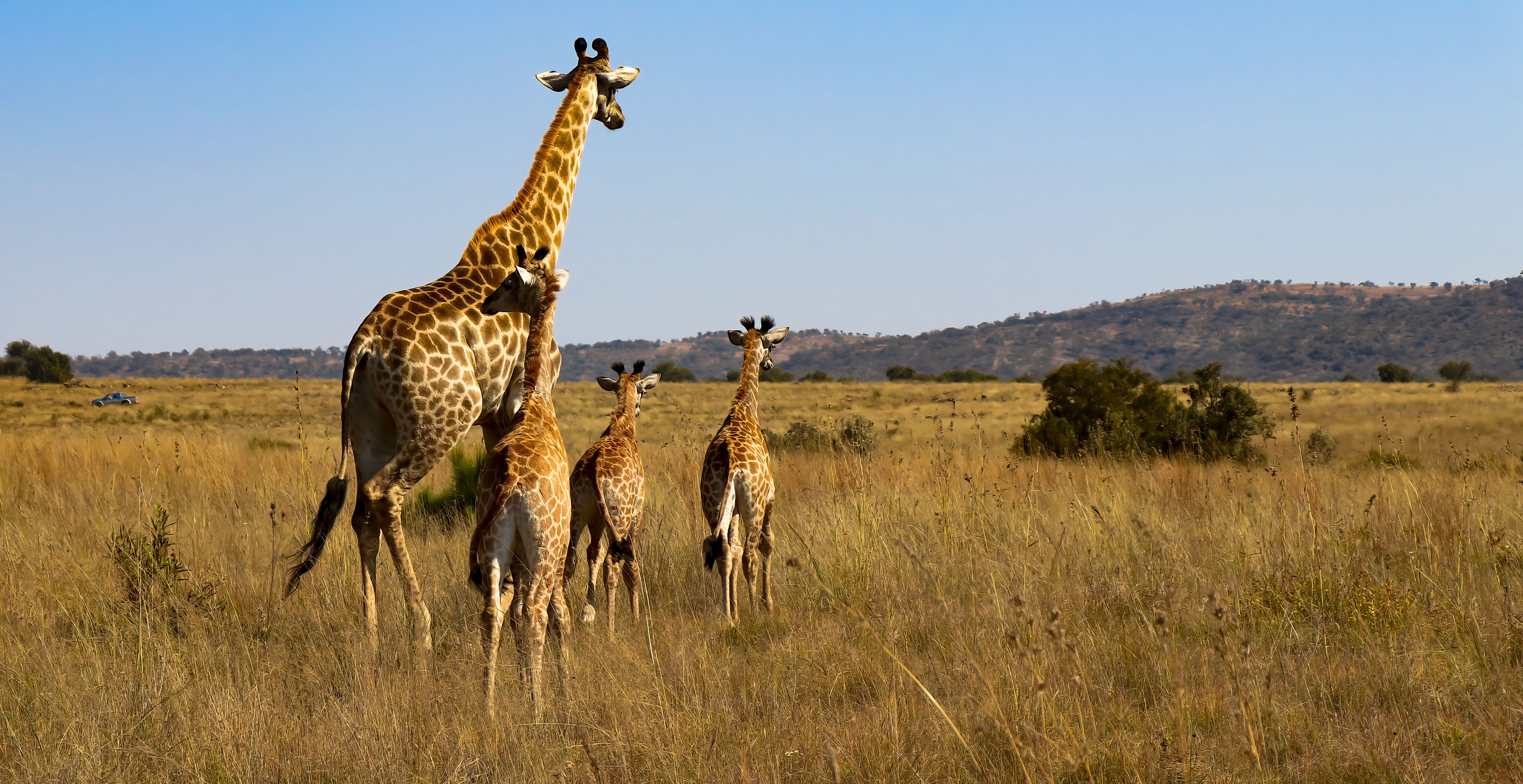 A group of giraffes walking through a field · Free Stock Photo
