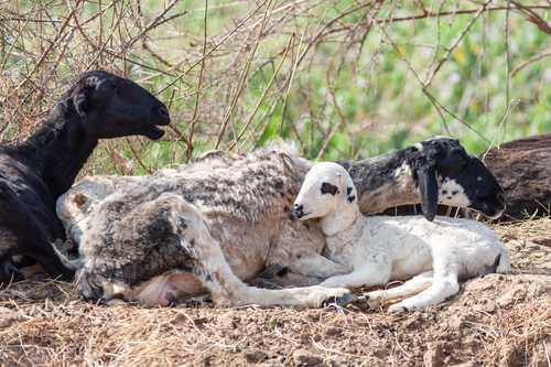 Free A serene scene of goats resting together on a sunny rural landscape, symbolizing tranquility. Stock Photo