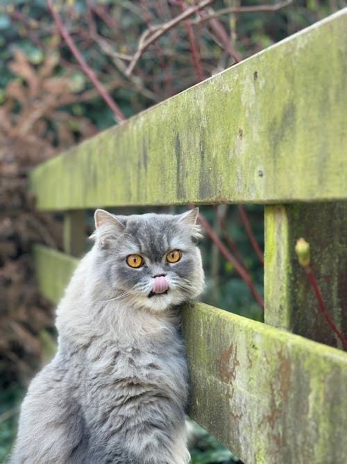 Immagine gratuita di animali domestici, felino, fotografia di animali