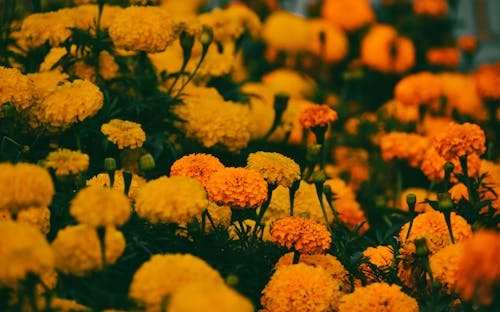 Kostnadsfri bild av apelsin, blomma bakgrund, blomma tapeter