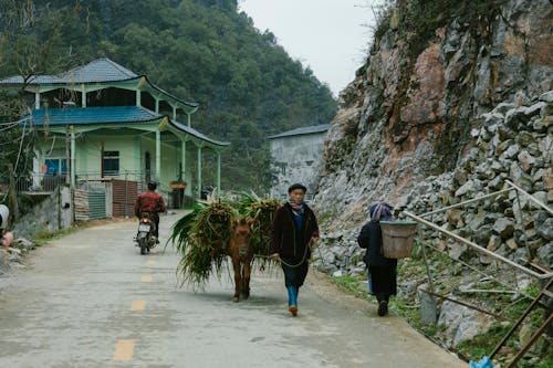 動物, 山, 建造 的 免費圖庫相片