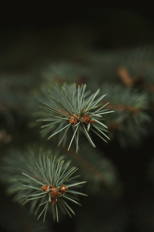 A close up of a pine tree branch