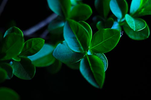 Macro Photo of Green Leaves