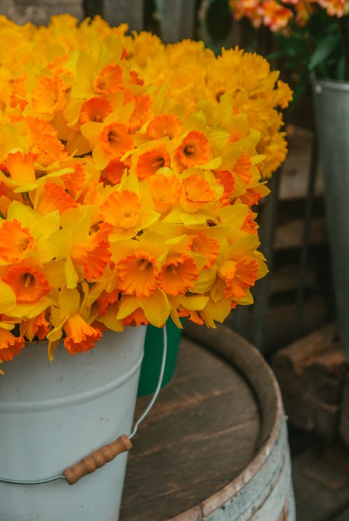 Foto profissional grátis de aumento, balde, floração