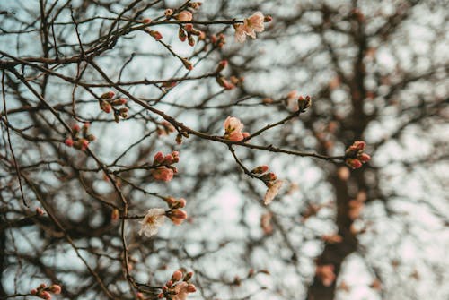 Foto profissional grátis de árvores, filiais, flor de cerejeira