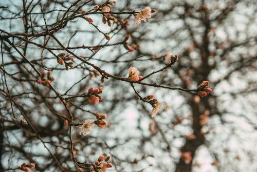 A close up of a tree with pink flowers