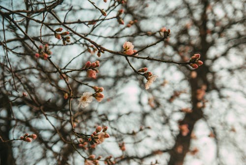 Foto profissional grátis de árvore, botões, cereja