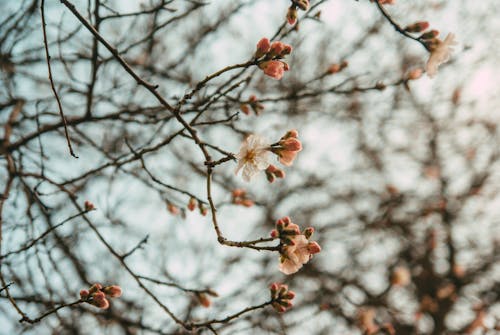 Безкоштовне стокове фото на тему «Вибірковий фокус, вишневий цвіт, гілки»