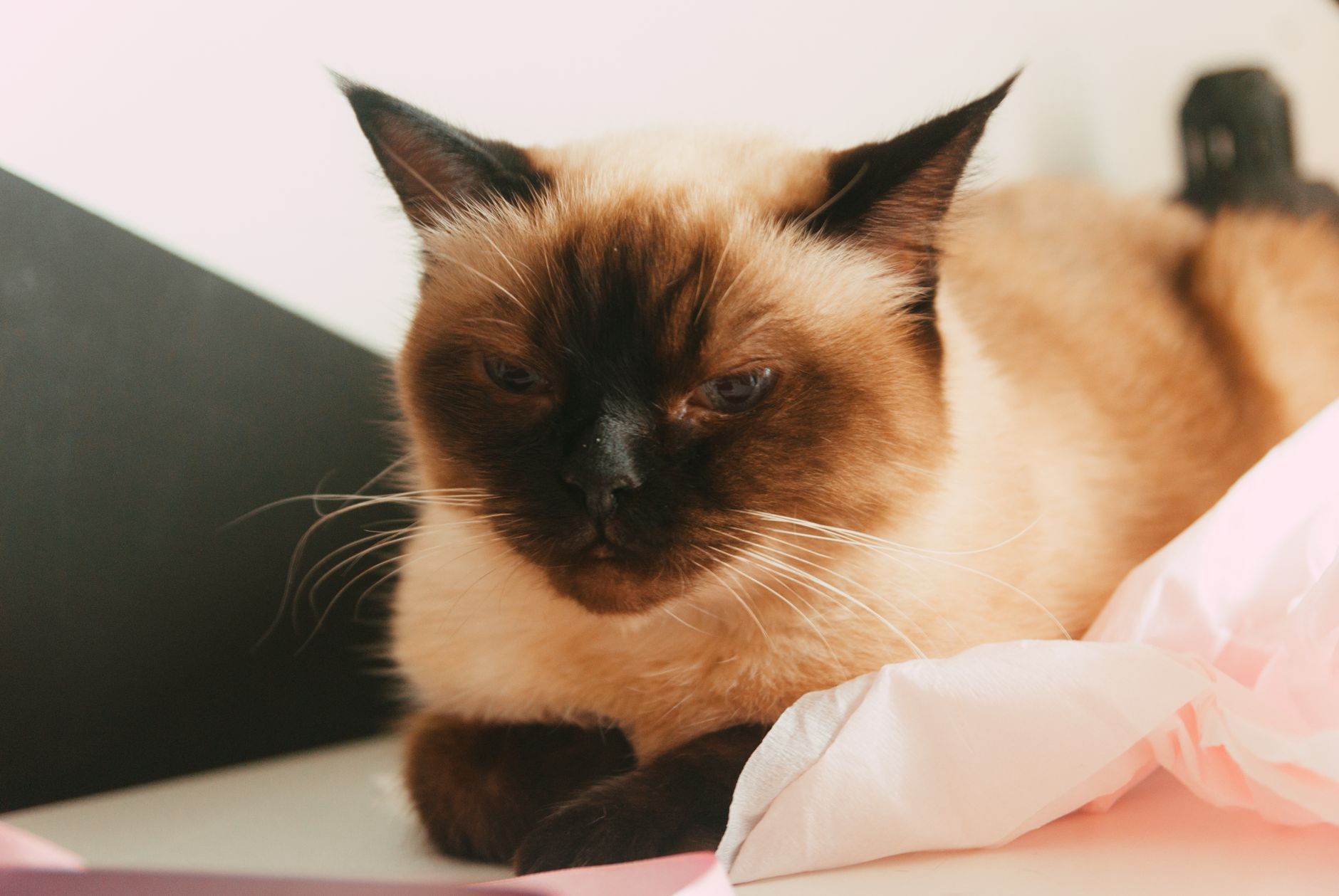 Close-up of a Siamese cat laying indoors with a soft focus effect.