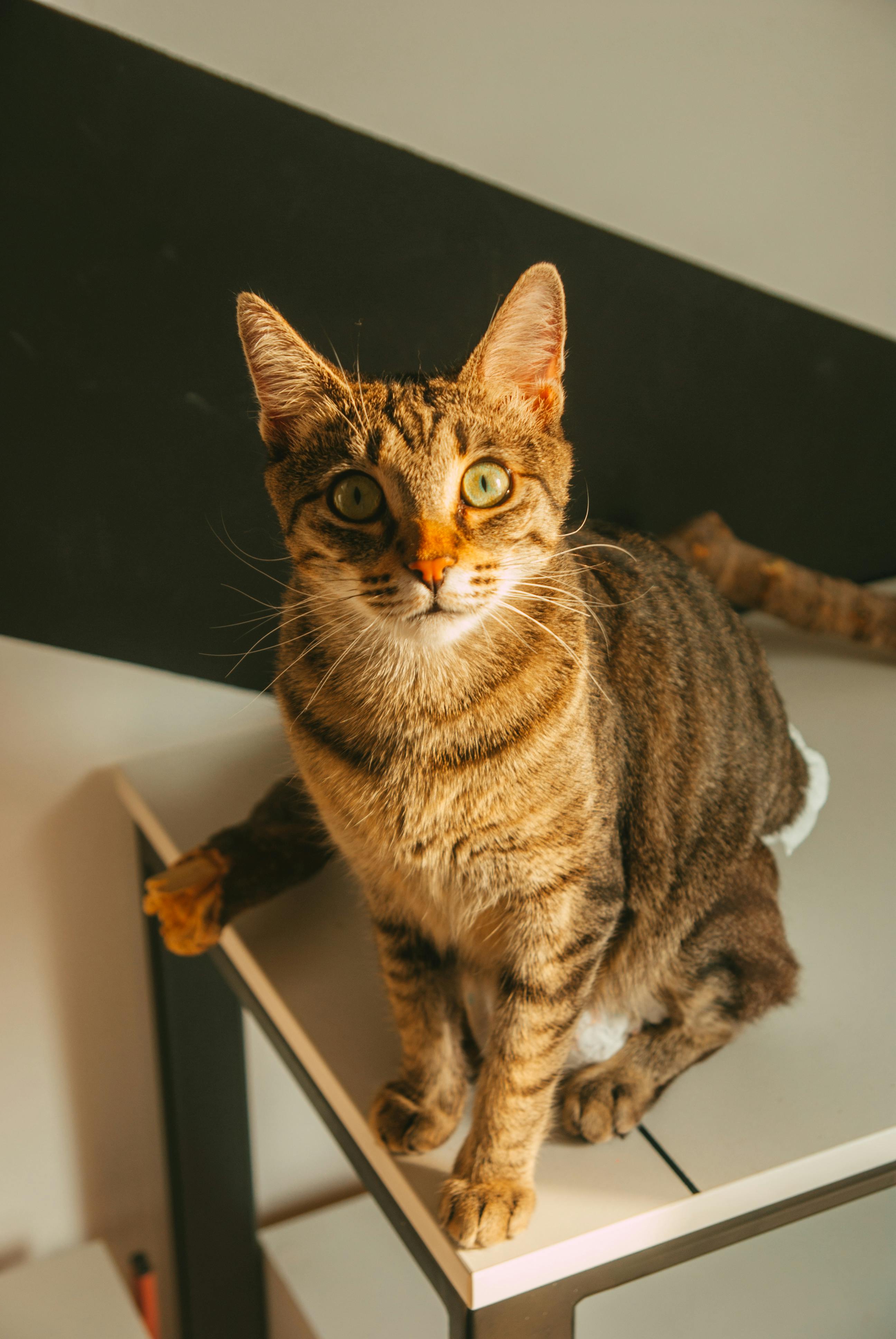 Cat on a table best sale