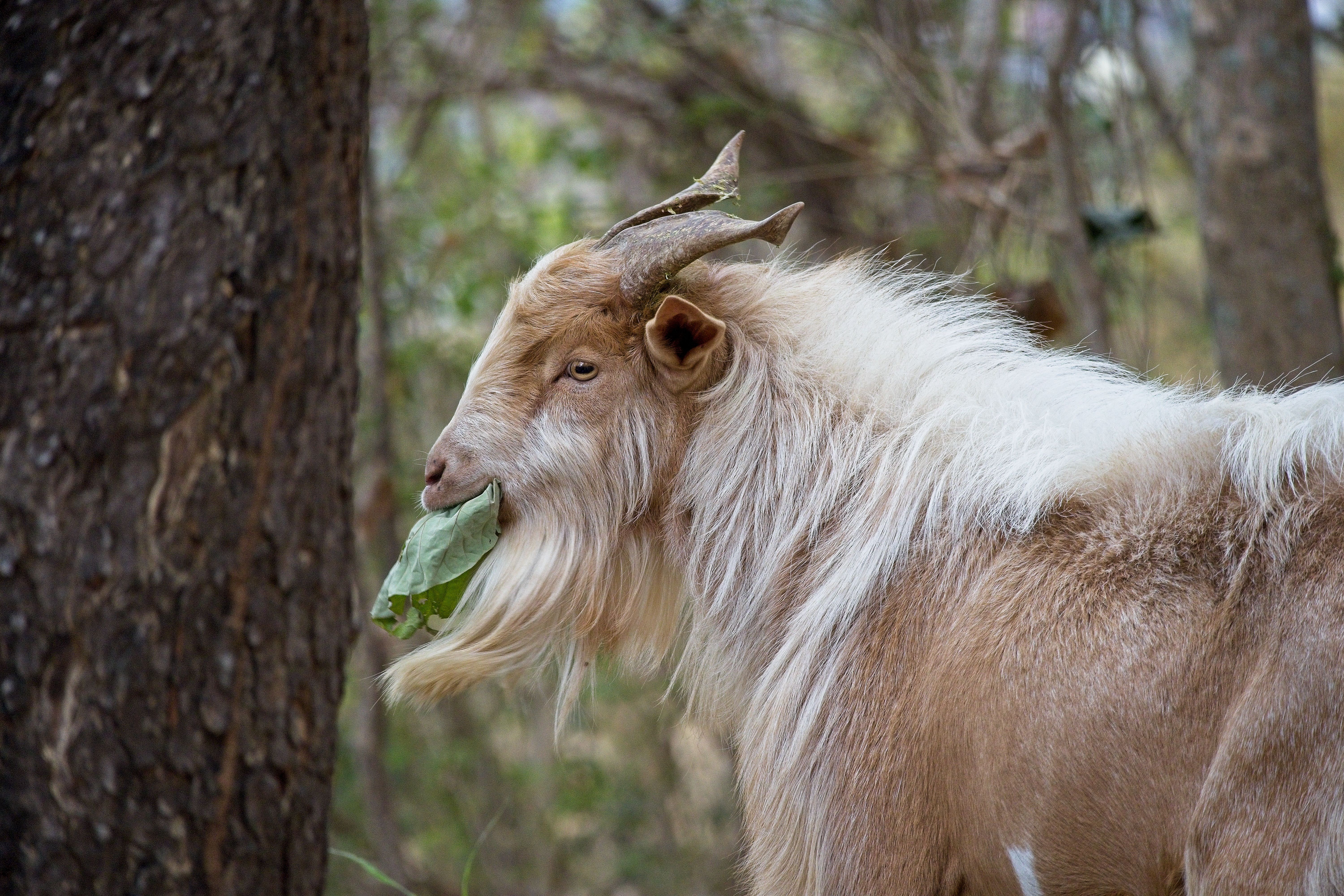 Trophy Goat hunting New Zealand