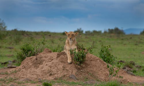 bırakma, bozkır, dişi aslan içeren Ücretsiz stok fotoğraf