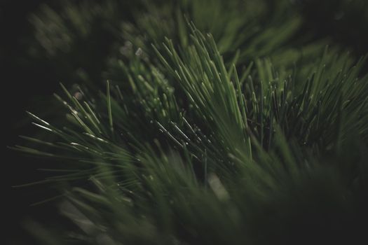 Detailed macro shot of lush evergreen needles with a moody and dark atmosphere.