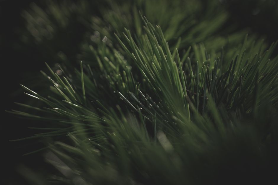 Detailed macro shot of lush evergreen needles with a moody and dark atmosphere.