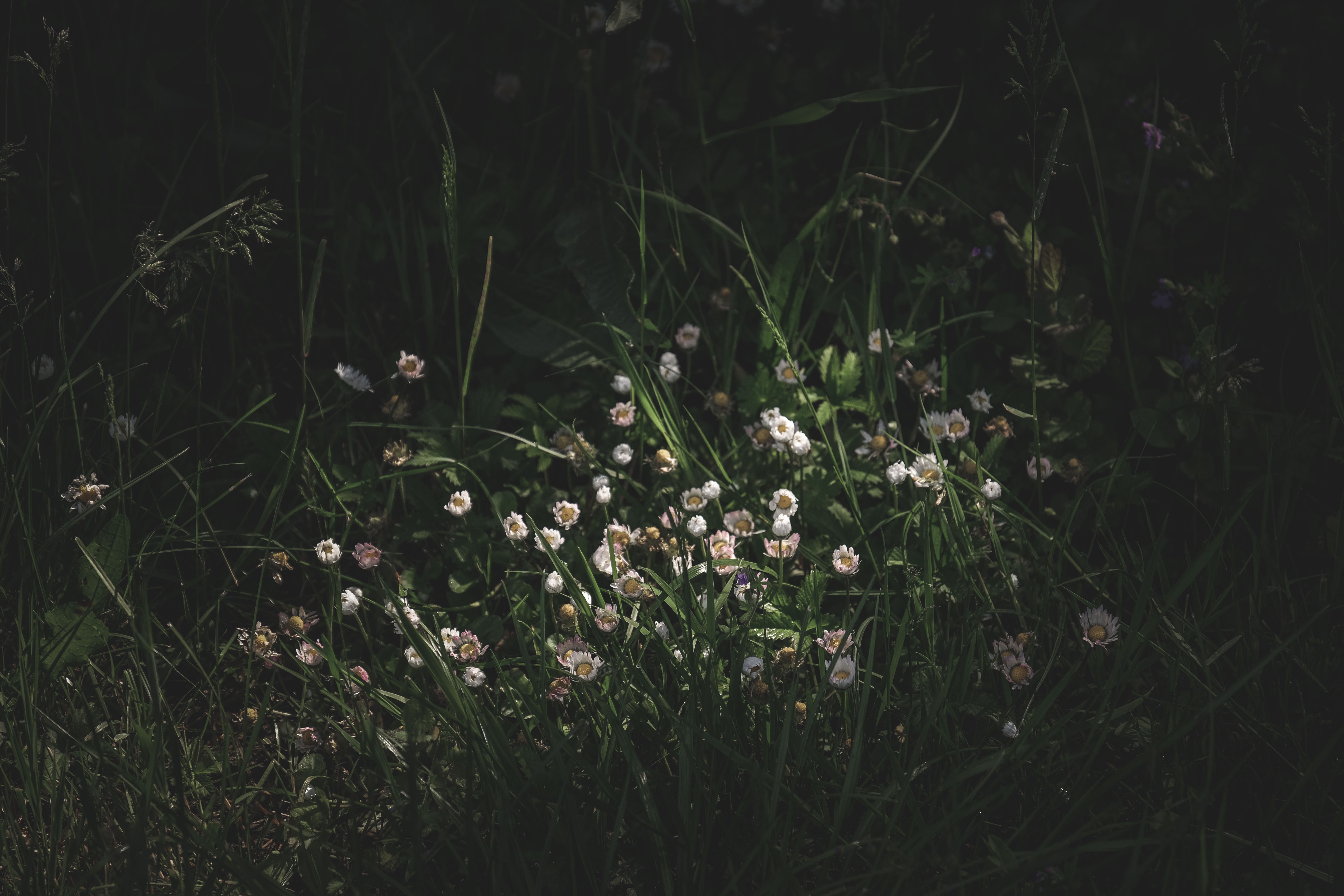 Wild Flowers at Night · Free Stock Photo