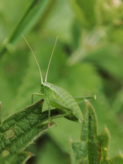 Free Detailed view of a green grasshopper perched on a leaf in a natural setting. Stock Photo