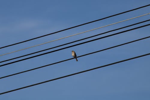 Small Bird Perching on Power Lines