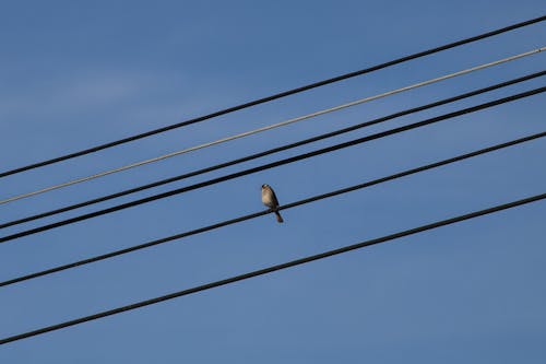 vogel auf stromkabel