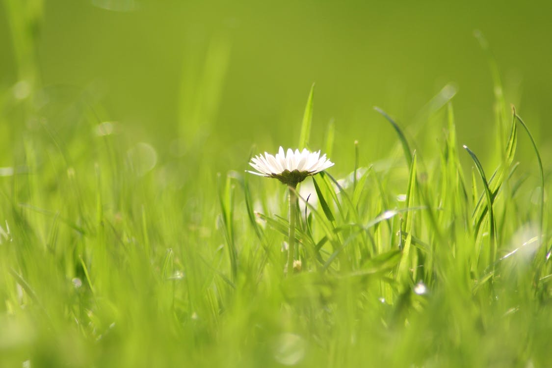 gänseblümchen