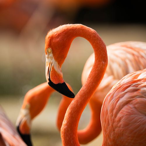 Free Detailed shot of a flamingo showcasing its vibrant pink hues and elegant pose in a natural habitat. Stock Photo