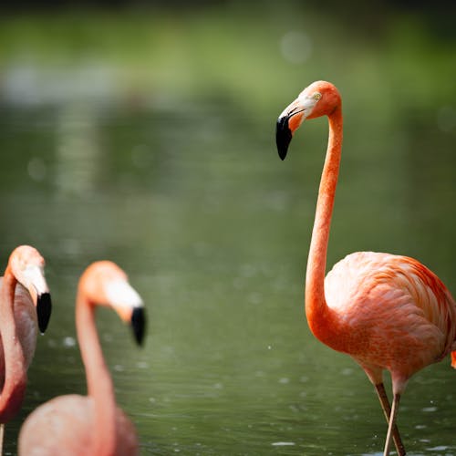 Gratis lagerfoto af dyrefotografering, flamingoer, fugle