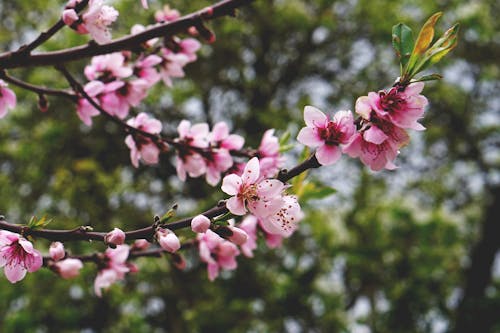 Foto profissional grátis de árvore com flores, árvore de pêssego, aumento