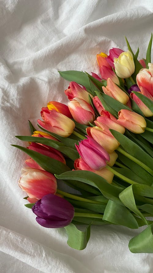 Foto profissional grátis de cheio de cor, flores, fundo branco