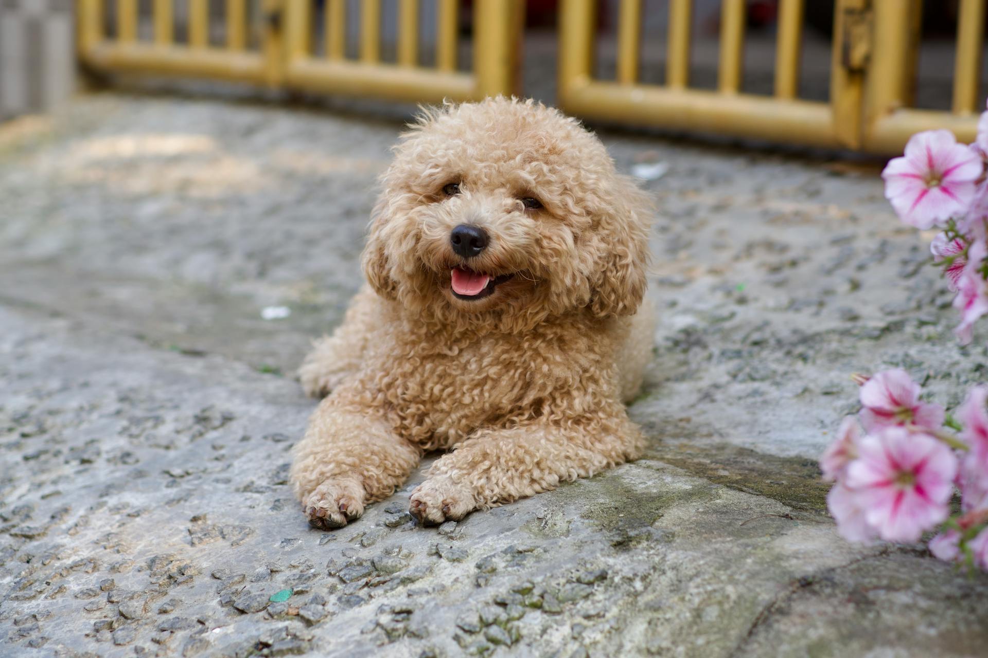 Puppy poedel op de grond