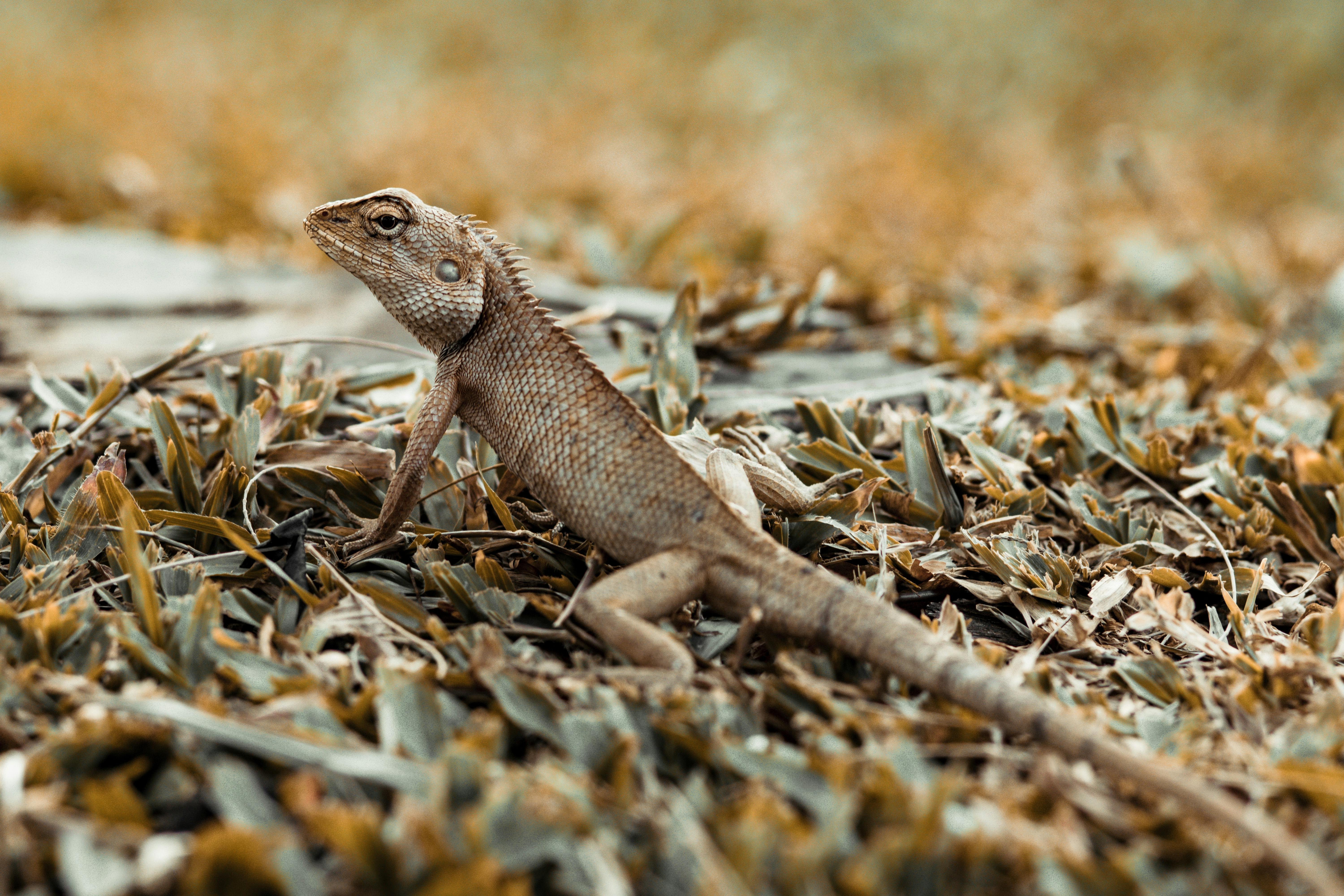 Detailed close-up of a garden lizard resting on grass, showcasing its scales and natural habitat.