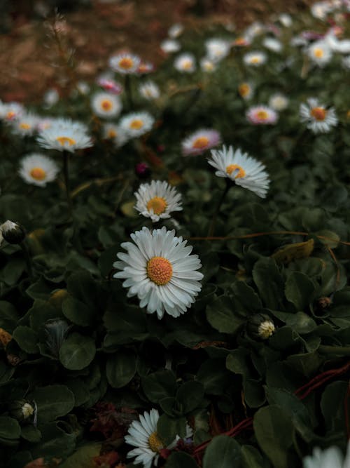 Blooming Daisies with Leaves