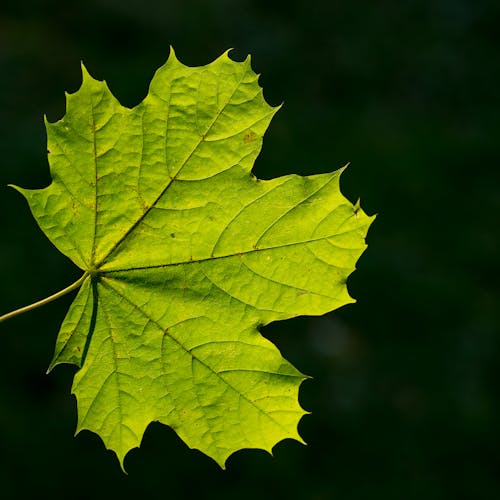 Close-up of a Green Maple Leaf