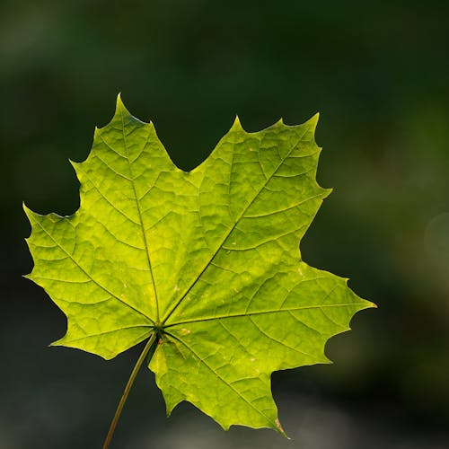 Foto stok gratis daun, format persegi, hijau
