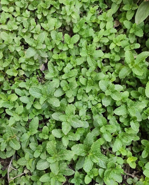 Close-up Photo of Fresh Peppermint Leaves