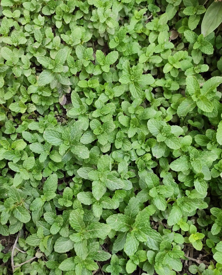 Close-up Photo Of Fresh Peppermint Leaves