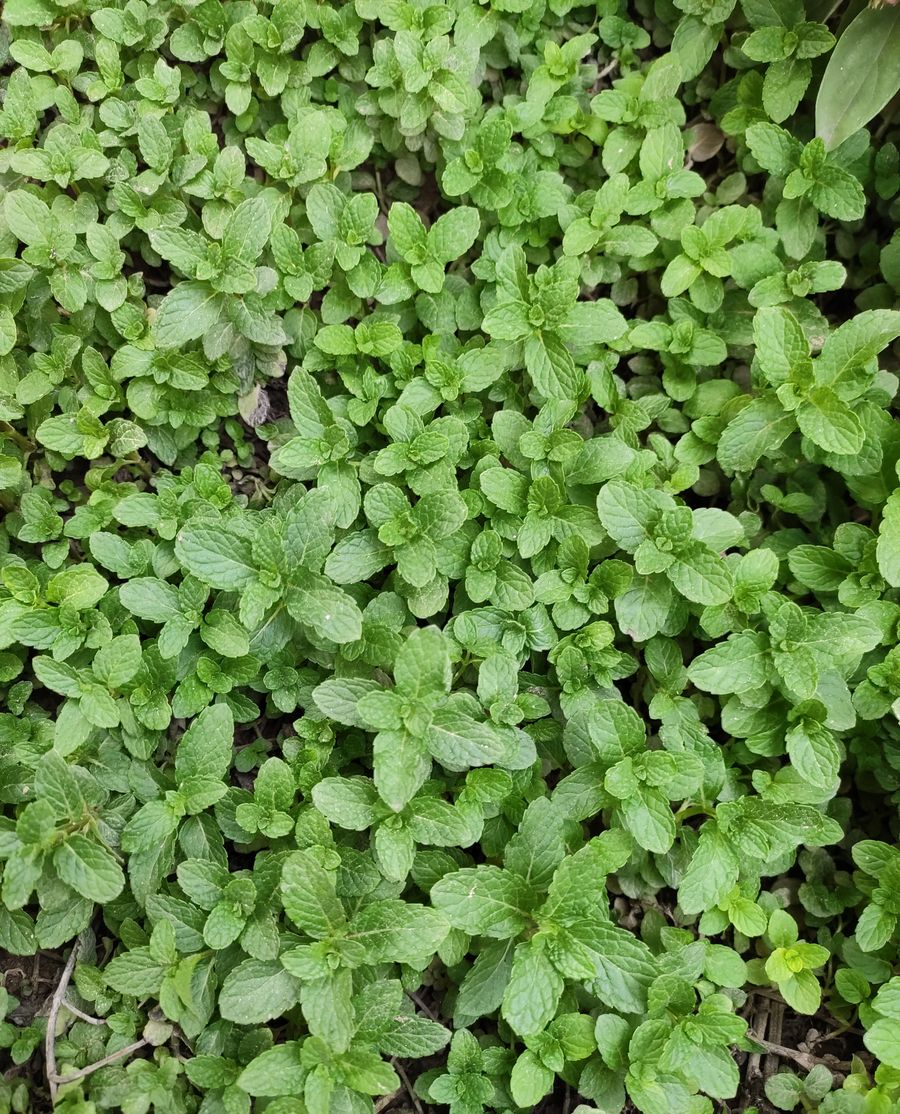 Fresh peppermint leaves