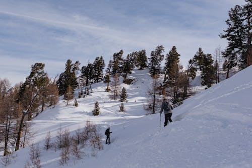 Darmowe zdjęcie z galerii z czas wolny, drzewa, góry