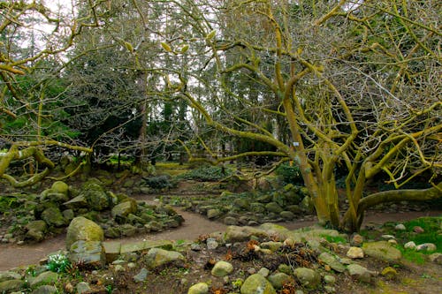Moss-covered Stones and Trees in the Park