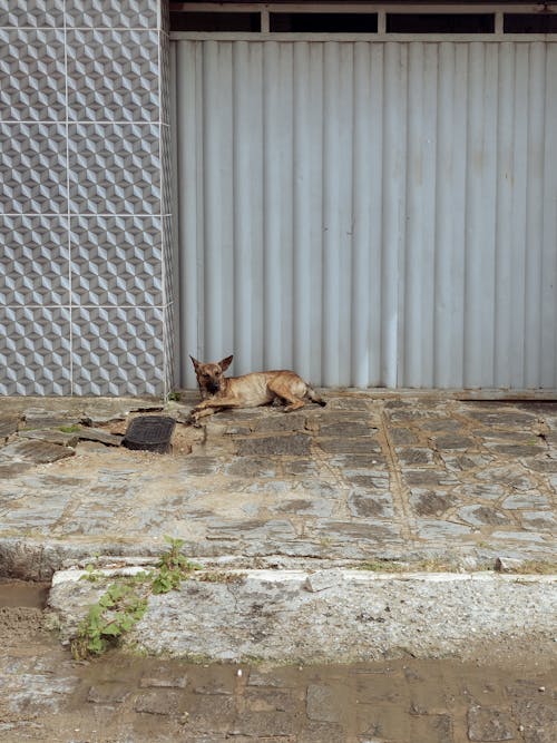 Foto stok gratis anjing, Arsitektur, batu