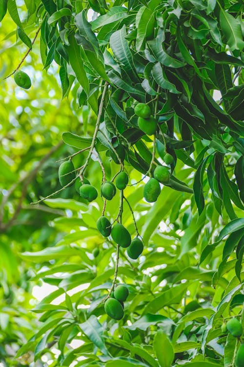 Mangos tiernos