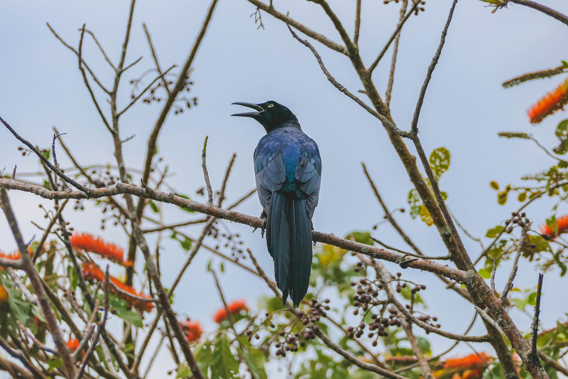 A great-tailed grackle sings boldly on a branch in a vibrant natural setting.