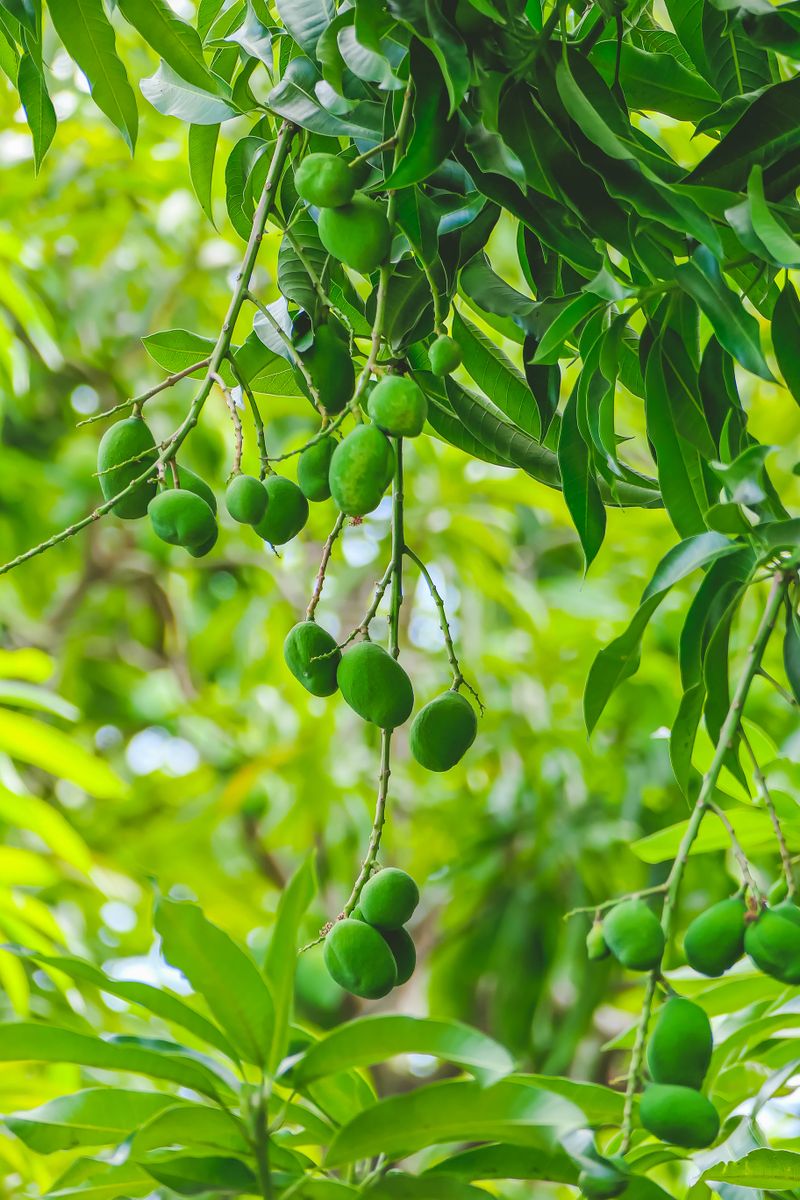 Chausa — mango export variety