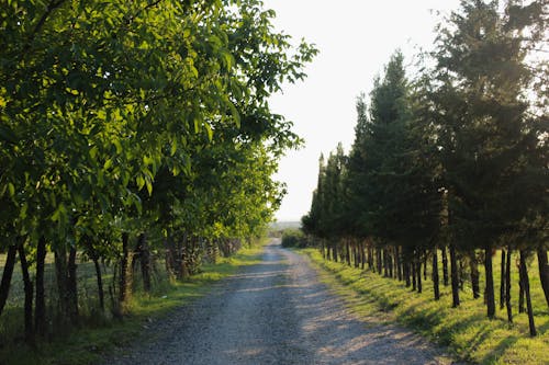 A gravel road with trees on both sides