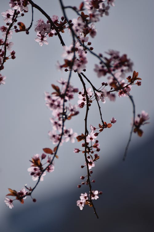 A branch with pink flowers and leaves against a gray sky