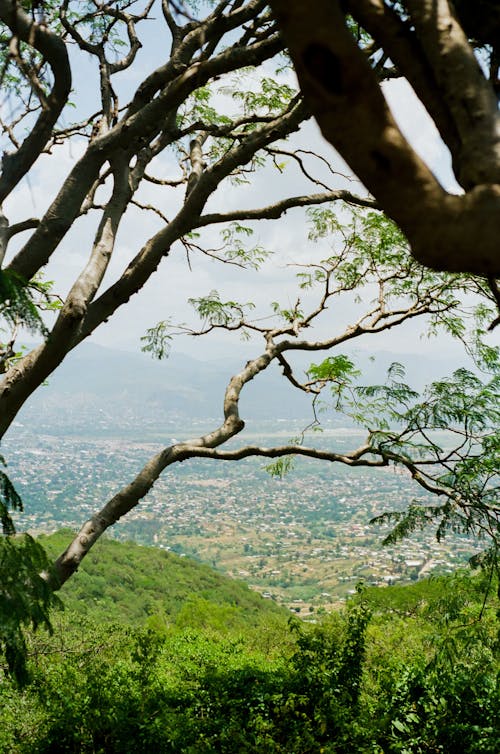 A view of the city from a hillside